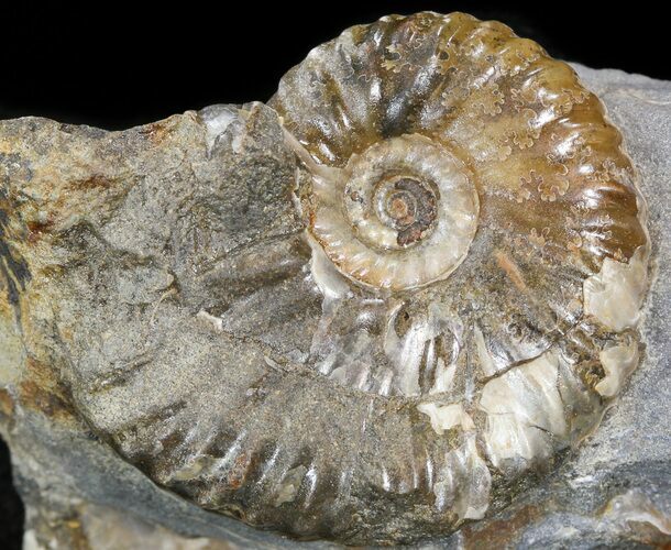 Hoploscaphites Ammonite - South Dakota #44031